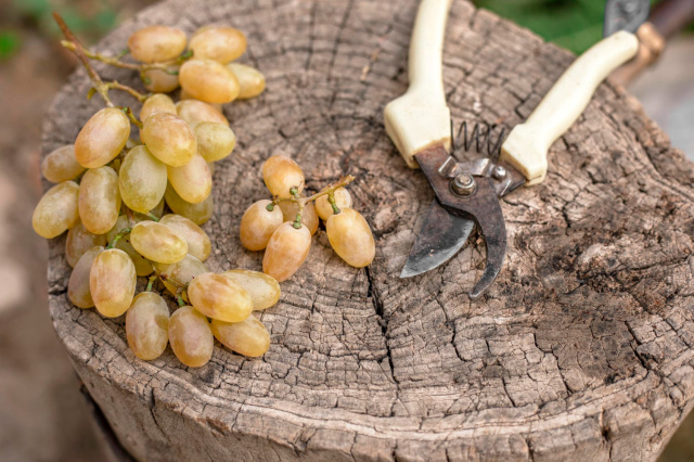 Грилло: сицилийское белое с морским характером