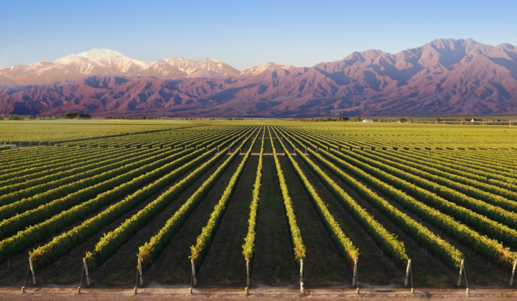 Аргентинское вино разнообразно как по сортам винограда, так и по вкусовым качествам