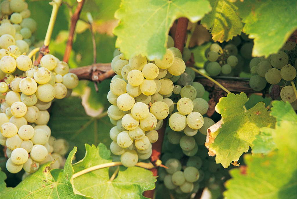 Совиньон Блан позволяет получить интересные и богатые белые вина