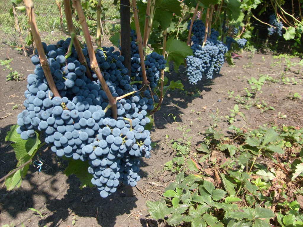 При должном умении виноград растет даже в Сибири