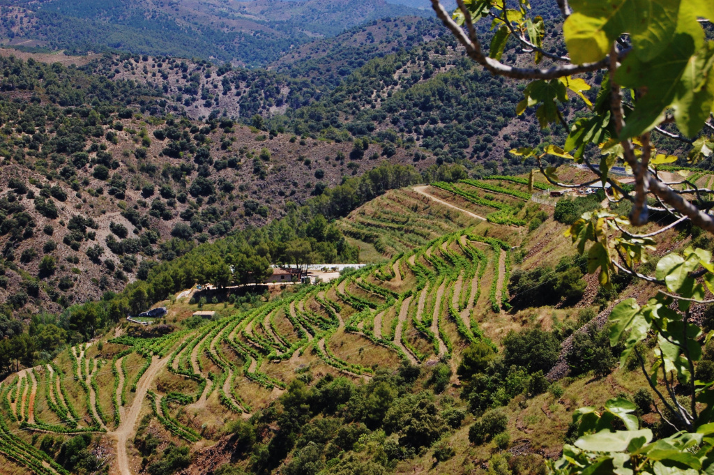 Регион Приорат известен своими мощными и сложными винами