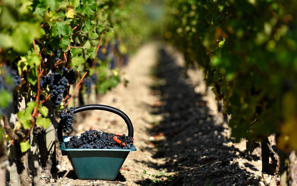 Французские вина считаются одними из лучших во всем мире