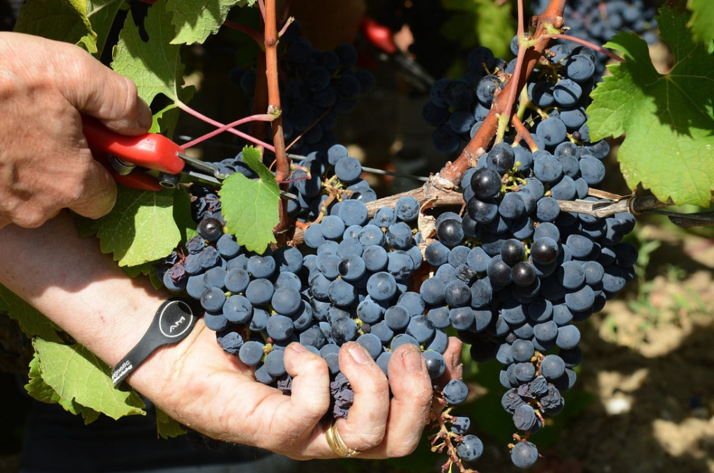 Каберне Фран является одним из старейших и популярнейших сортов винограда