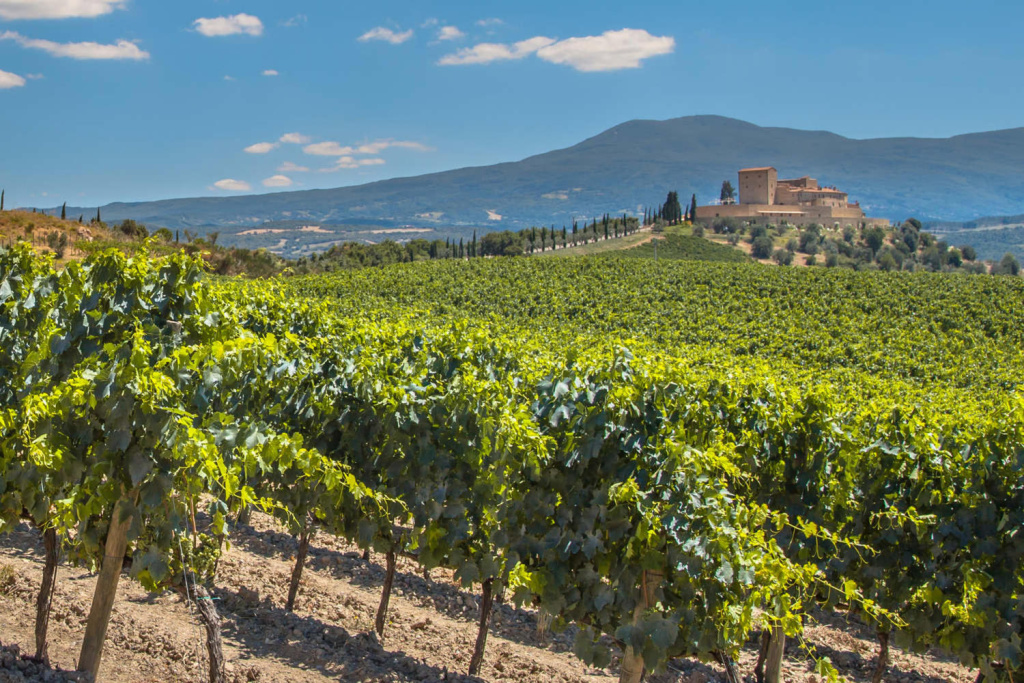 Среди испанских вин немалой известностью пользуются вина региона Кава